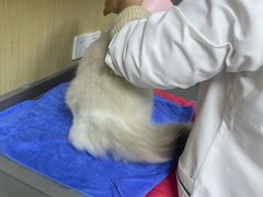 -瑞派蒂凯宠物医院·心脏科·口腔科·皮肤科