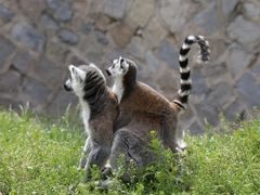 -青岛森林野生动物世界