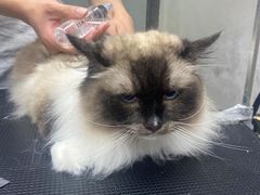 -PETKIT小佩宠物·低压洗护(国顺东路店)