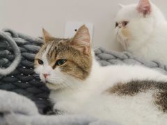 -怪兽屋·羊驼·猫咖·狗咖(俊华广场店)