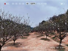 -南国桃园旅游度假区