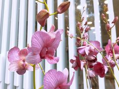 -深圳仙湖植物园