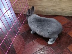 -宠物兔专门店(天丰利市场店)