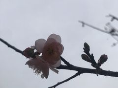 -荔枝公园(福田区)
