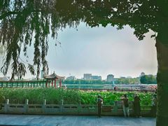 -莲花池公园