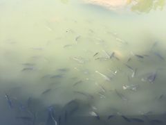 -中山市树木园