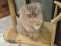 -豆逗聊愈猫阁Easy Life