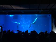 -芜湖新华联大白鲸海洋公园