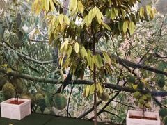 -都念榴莲·城市榴莲