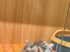 -欣宠猫屋·矮脚拿破仑·蓝金金渐层