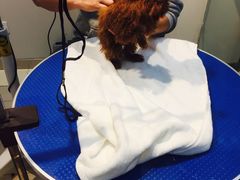 -PETKIT 小佩宠物·低压洗护·美容·寄养(安远店)