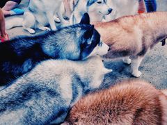 -TrueLove @ Neverland (Husky Cafe)