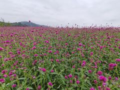-径山花海