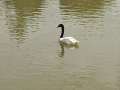-鄱阳湖国家湿地公园