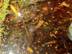 -鸿顺老铁锅美蛙鱼府(解放碑店)
