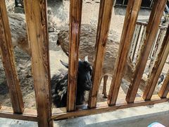 -北京鹿世界主题园