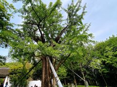 -上海佘山国家森林公园天马山园