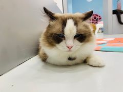 -糯米喵星人·撸猫猫舍咖啡馆(西市场嘉华店)