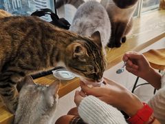 -Heymao猫咖.咖啡厅(东门店)