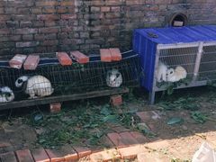 -昌平兴寿秀秀草莓采摘园