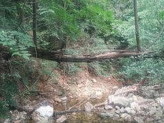 -金龙寺国家森林公园