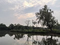 -大湾区中央湿地公园-十九涌