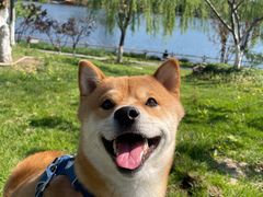 -北京京卫宠物寄养训练中心