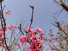 -深圳市中科院仙湖植物园
