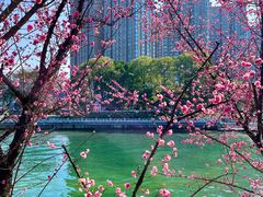 -望江楼公园