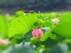 -荔湾湖公园