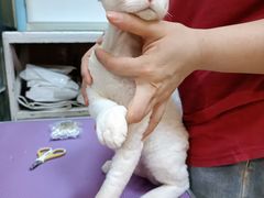 -70cat德文卷毛猫·缅因猫纯种猫舍
