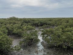 -北海金海湾红树林生态旅游区
