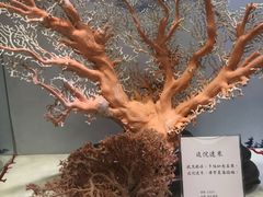 -绮丽珊瑚博物馆(台东店)