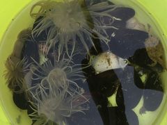 -海滨浴场