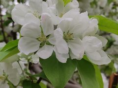 -海棠花溪(元大都城垣遗址公园)
