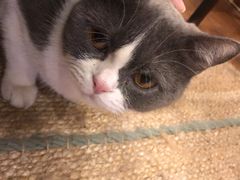 -猫友咖啡店(玉林西路店)