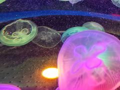 -太平洋海底世界