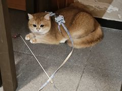 -Jeans Coffee牛仔裤咖啡
