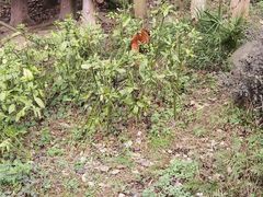 -都江堰中华大熊猫苑