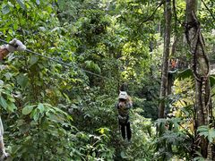 -西双版纳原始森林公园