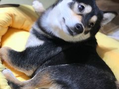 -逗柴咖啡屋·狗咖猫咖宠物桌游