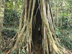 -中国科学院西双版纳热带植物园