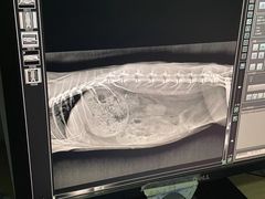 -爱侣宠医·鹦鹉专科·小型哺乳类·异宠专科(灵石路店)