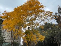 -桂花龙井餐厅