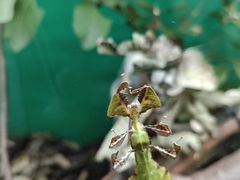 -上海大自然野生昆虫馆(东方明珠·爬宠昆虫探索中心)