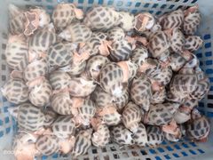 花罗-张家卫·阳江菜·小海鲜(肥婆湾桥店)
