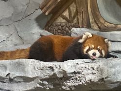 -Zoolung Zoolung动物主题公园(海信广场店)