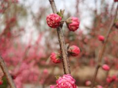 -大兴滨河森林公园