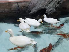 -海合安青岛极地海洋公园