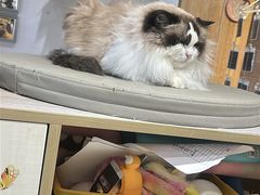 -藏猫猫咖啡主题馆(中央大道店)